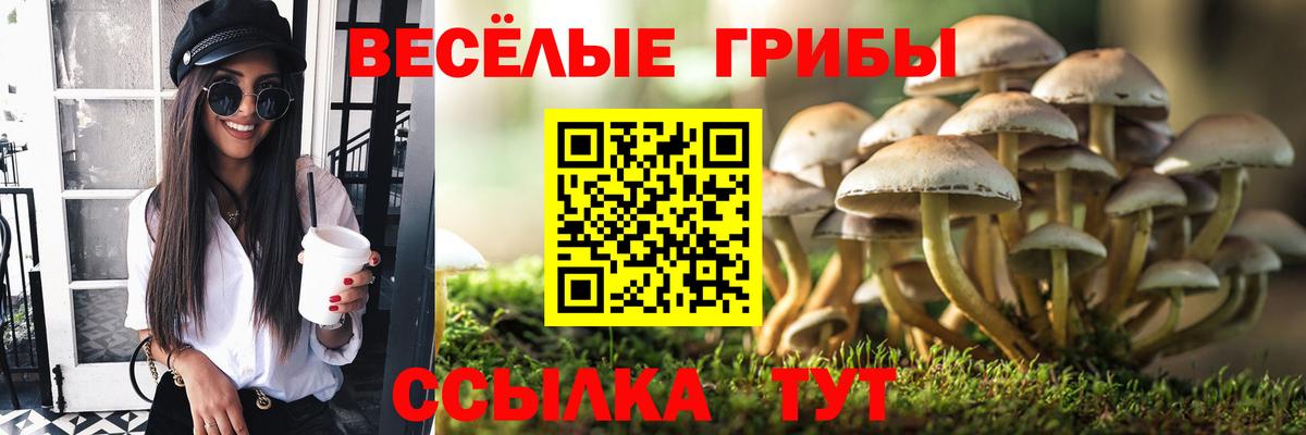Галлюциногенные грибы Psilocybe Зима